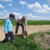 Wsiedlenie Kuropatw w łowisko 10.05.2016 obw 266 i 277